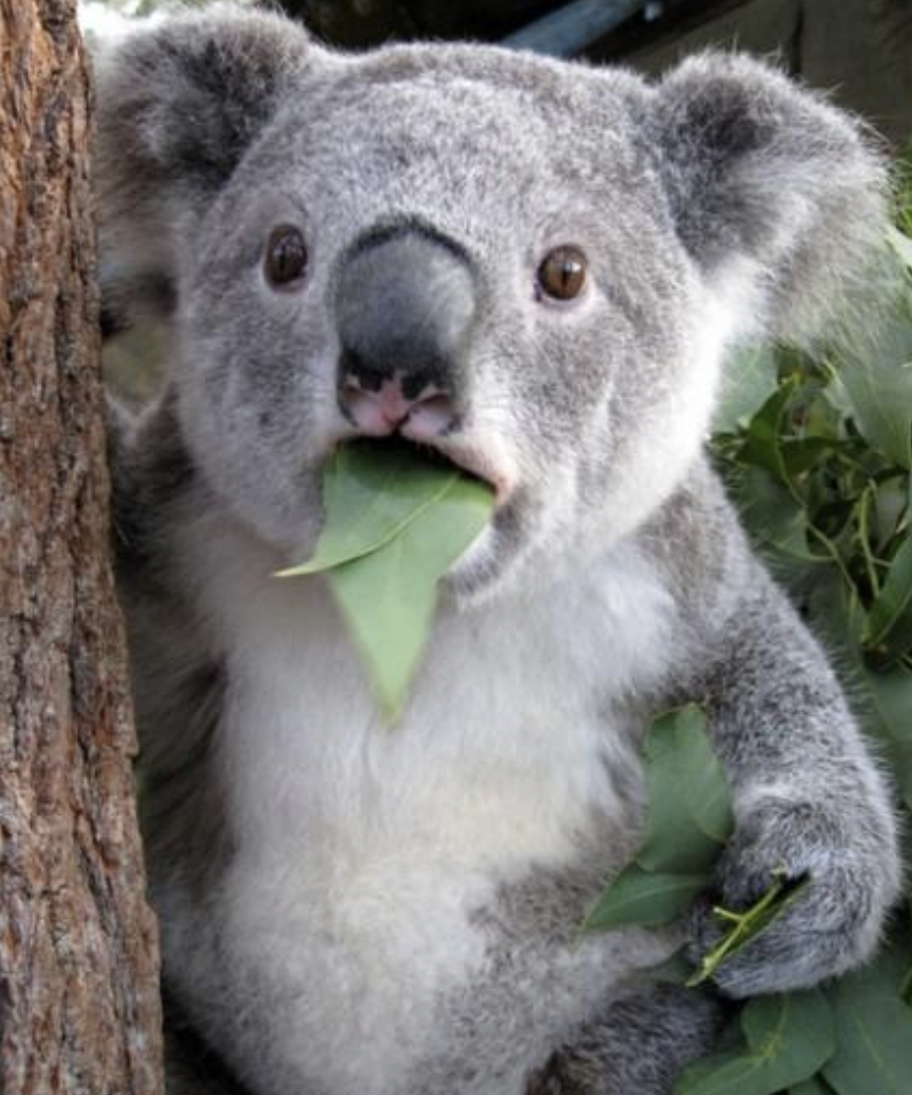 Koala sorprendido con una hoja de eucalipto en su boca